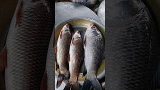 এইমাত্র জেলেদের শিকার তাজা রুই কাতল মাছ shorts viralshort fish shortsvideo fishing [upl. by Colwen]