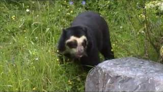 Spectacled Bears at Chester Zoo [upl. by Moriarty]