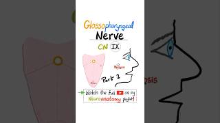 Glossopharyngeal Nerve  9th Cranial Nerve  CN IX  Neuroanatomy Part 2 anatomy [upl. by Turrell]