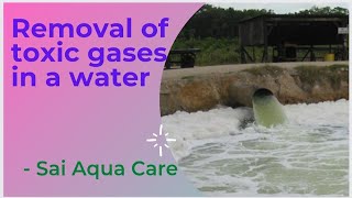 Removal of Toxic gases Ammonia in a shrimp pond  చెరువులో హానికర విషవాయువులను తగ్గించడం [upl. by Acinnor]