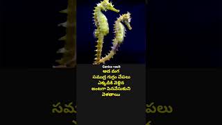 Sea horse seahorses motivation youtubeshorts sciencefacts facts factstelugu viralvideo news [upl. by Macdougall768]