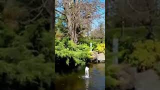 Fitzroy Gardens fitzroy garden melbourne melbourneblogger travel australia melbourneparks [upl. by Solotsopa695]