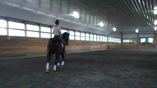 Riopelle black Hanoverian dressage horse for sale [upl. by Maccarone]