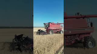 Case 8120 and Case IH 1680s gettin after some wheat [upl. by Janeczka]