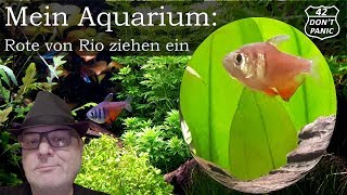 Rote von Rio ziehen ein  Hyphessobrycon flammeus  Mein Aquarium 14 [upl. by Bodkin]