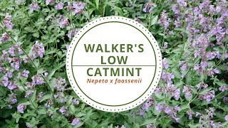 Walkers Low Catmint  Nepeta x faassenii [upl. by Xylina]