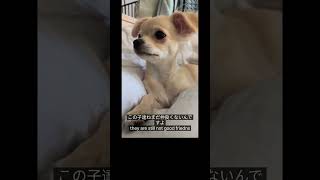 2時間走り回ったあとのチワワのオビ Running around after 2 hours Obi the Chihuahua is tired チワワ ちわわ いぬ ちわわ大好き [upl. by Bois]