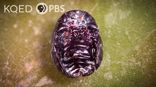 Meet the Bug You Didnt Know You Were Eating  Deep Look [upl. by Esil]