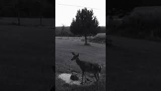 WHOA 💯🦌 TRAIL CAM shots youtubeshorts viral trending fyp [upl. by Currier]