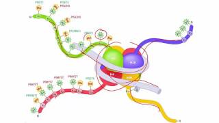 Molecular Biology Basics Lesson 6  Chromatin remodeling [upl. by Mayce]