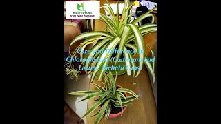 Care and Difference in Chlorophytum Comosum and Laxum Bichetii Grass [upl. by Toy]