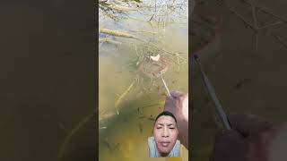 Tangkap ikan fishing danjikanantisudahtakmau dikolampancingpaknurdin fish strikeberkalikali [upl. by Ahseem]