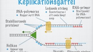 Hur DNAmolekylen kopieras replikeras gammal [upl. by Colton]