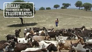 CABREROS TRASHUMANTES EXTREMEÑOS A la Sierra de la Vera [upl. by Neerihs896]