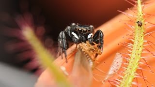 Drosera quotMarston Dragonquot food snatch [upl. by Aldis]