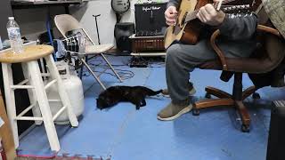 12 string and a cat [upl. by Ozzie]