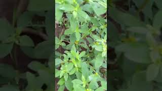 keerai greenscreen vegetables shortvideo naturelovers tamil [upl. by Ri]