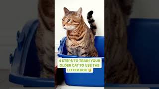 How to litter box train an older cat 🐈 [upl. by Levania]