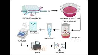 Genetics project kitsada [upl. by Iris]