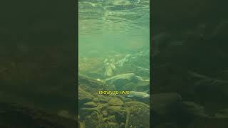 Fly Fishing For Bull Trout Unexpected Find salmon bulltrout fishing [upl. by Harness]