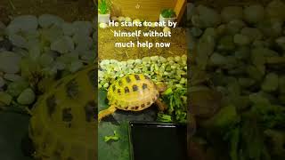 Trunky the Horsefield Tortoise a week and a half and he starts to eat without anyones help [upl. by Ahsetal409]