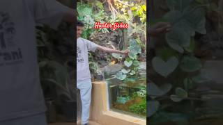 Archer Fish watch this amazing hunter in action archerfish huntingskills [upl. by Guido555]