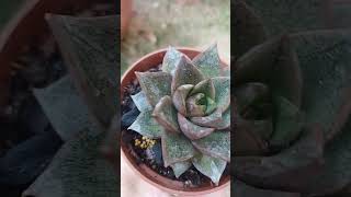 Suculenta Echeveria Dionísios [upl. by Hoashis779]