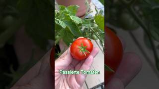 ￼ Passierte Tomaten einkochen tomate erikasselbstgmacht [upl. by Hannazus]