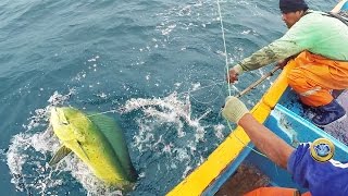 Observa cómo se realiza la Increíble Pesca de Pericos en Alta Mar [upl. by Jak]