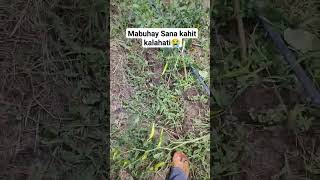 Epekto ni Kristine sanay mabuhay kahit konte😭 sili bagyongkristine agriculture [upl. by Iloj335]