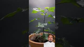 pepper185 days in 36 seconds  Pepper timelapse [upl. by Samled783]