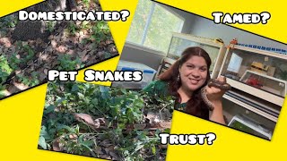 Pet Snake Boa Constrictor Trusts Me [upl. by Erusaert]