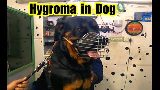 Hygroma in dogs  Hygroma in Rottweiler [upl. by Gentry]