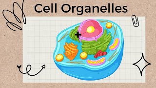 Cell Organelles and Structures  A Tour of the Cell [upl. by Isola]