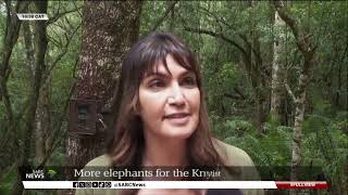 Knysna Forest  Reintroduction of more elephants [upl. by Papageno]