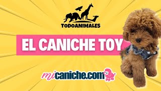 EL CANICHE TOY đźľ toypoodle canichetoy [upl. by Toiboid362]