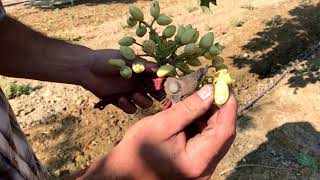 How are Pistachios Harvested [upl. by Edyaj]