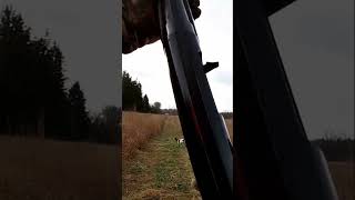 Pheasant Hunting Michigan Rooster Down Pheasant PheasantHunting Hunting Upland UplandHunting [upl. by Koval50]