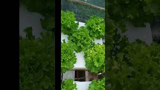 checkout my Hydroponically grown lettuce hydroponics kratkymethod thankyouforwatching [upl. by Atirres705]