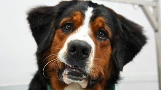 The sweetest souls to walk the earthBernese Mountain Dogs [upl. by Siraval936]