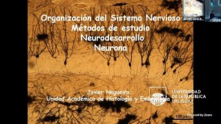 HistoNCR 2024  Teórico 2  Organización del SN  Métodos estudio  Neurodesarrollo  Neurona 5824 [upl. by Eiclehc]