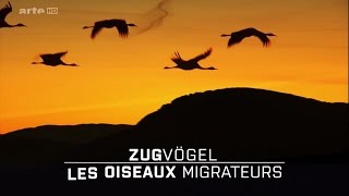 Les Oiseaux Migrateurs  Leur Combat Pour La Survie HD [upl. by Johnny]