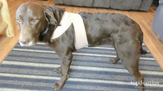 DIY Dog Anxiety Wrap [upl. by Odell]