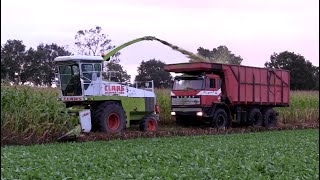 Maïs 2024  Old Skool hakselen  Ginaf Max A15  Claas Jaguar 690 Fendt  Steyr Maize harvest [upl. by Eked156]