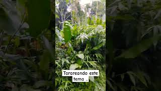 Tarareando music song dance creador nature rosaquelindaeres [upl. by Bass]