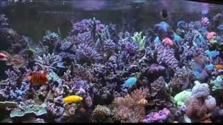 Mike Palettas 300 Gallon Reef1  ReefKeeping Video by AmericanReef  Start a Saltwater Aquarium [upl. by Itsirk]