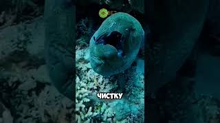 это рыба чистюля 😱🐠 животные милыеживотные [upl. by Nelaf314]