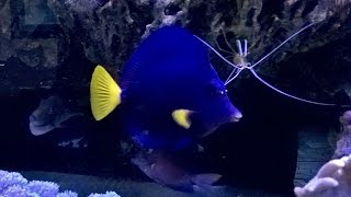 Keeping a Purple Tang [upl. by Weisberg]