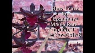 How I care for my Colmanara Maisa Red  Update 1  CareCollab [upl. by Ahsenre]