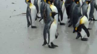 King Penguins in North Malvinas [upl. by Aleira264]